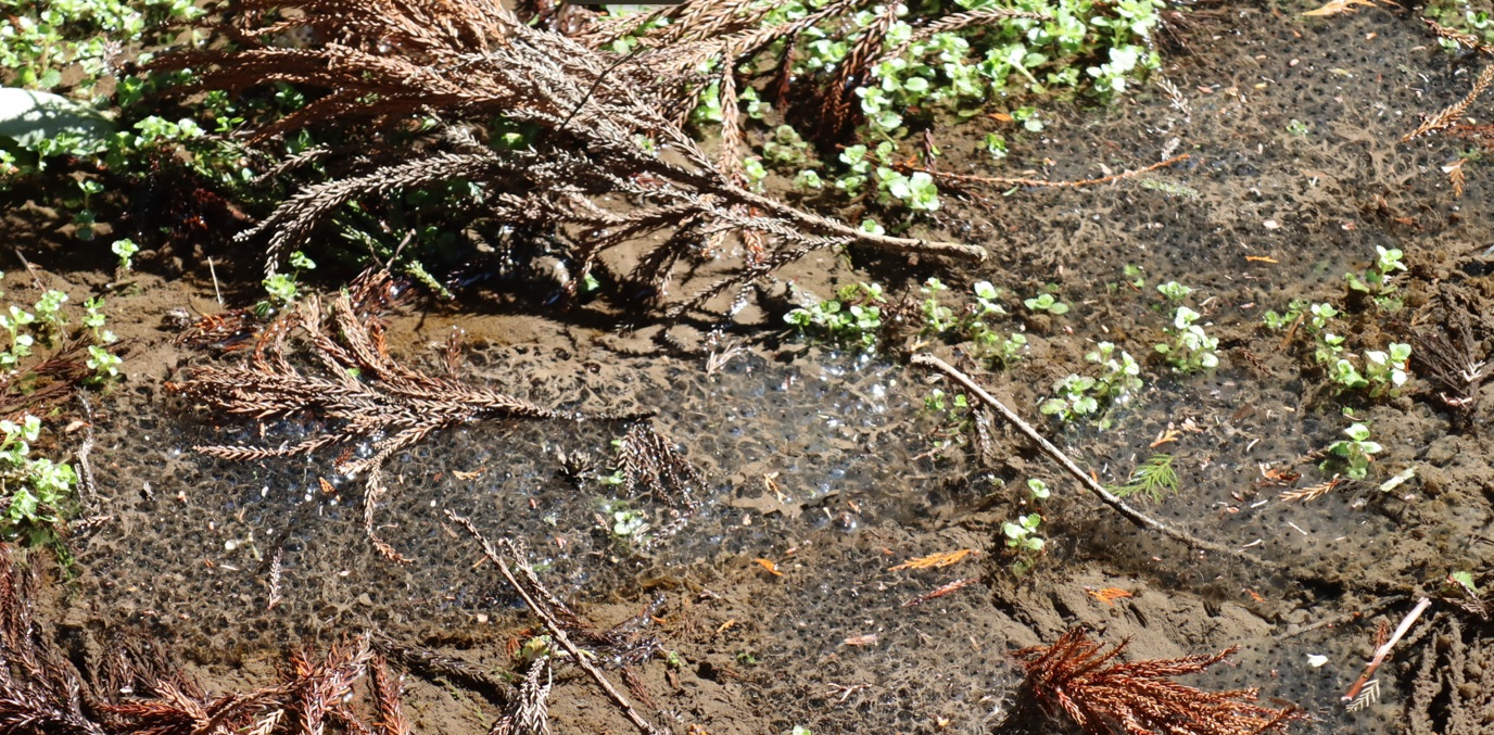 里山 H 山際の水溜まり _ヤマアカガエルの卵塊_2023年2月17日 12時頃_気温11度